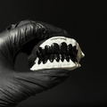 The Colour Ceramic Grillz